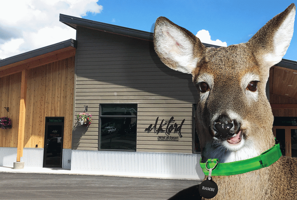 DISTRICT OF ELKFORD_APRIL FOOLS DISTRICT OF ELKFORD_APRIL FOOLS